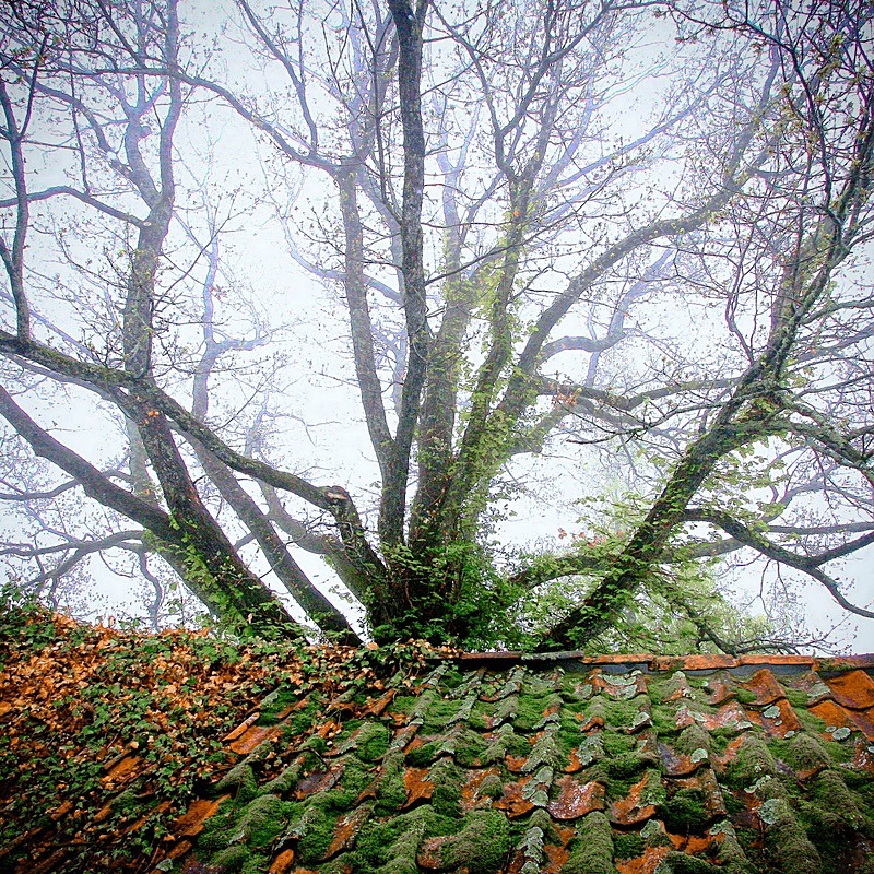  - Trees