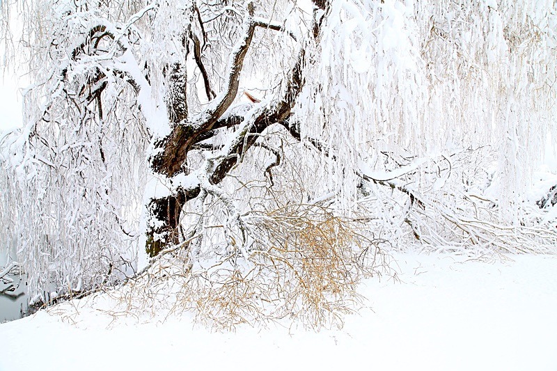  - Trees