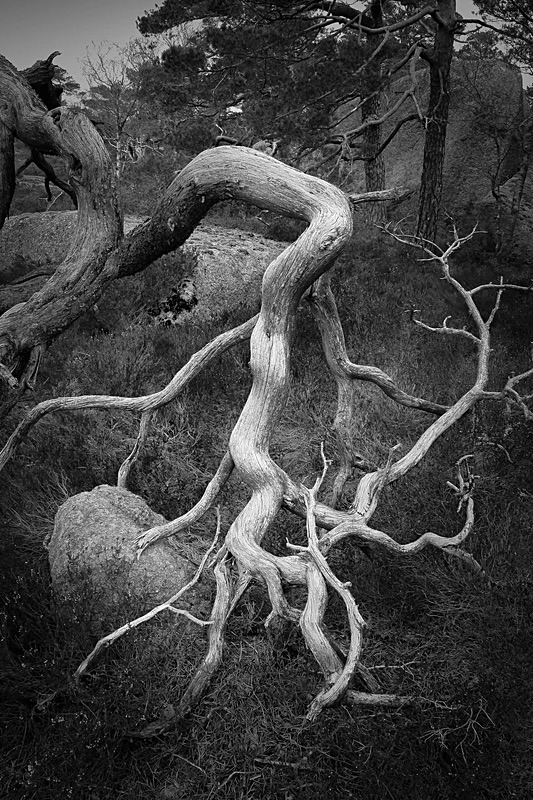  - Nature's antiquarian rarities