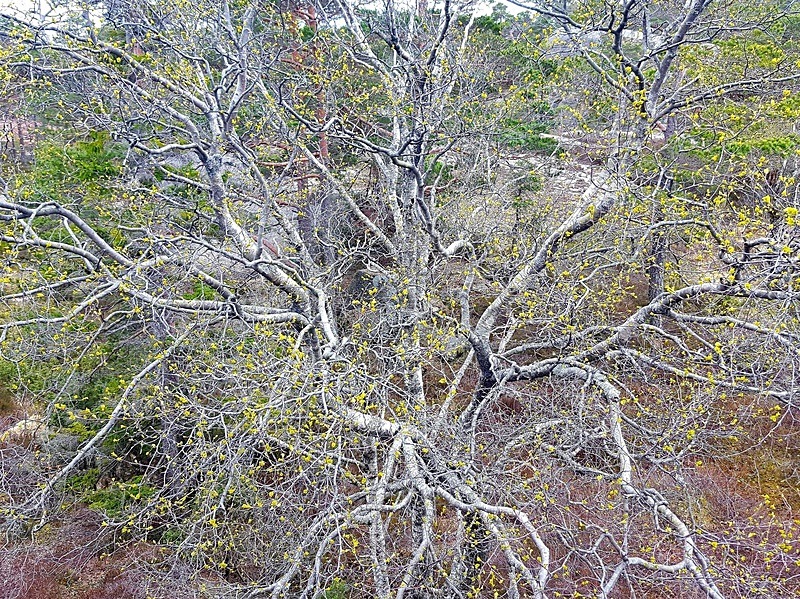  - Trees