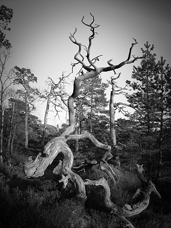  - Nature's antiquarian rarities