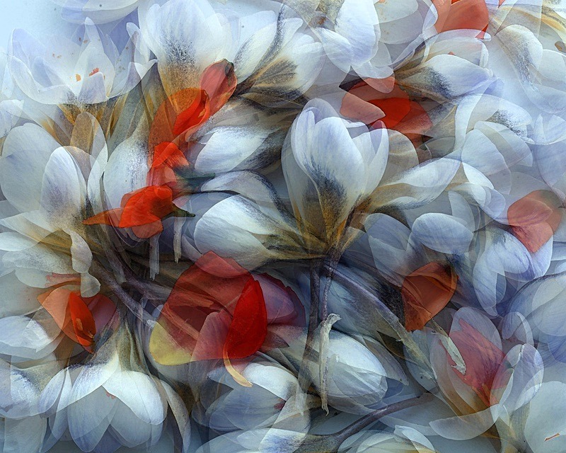  - Still life