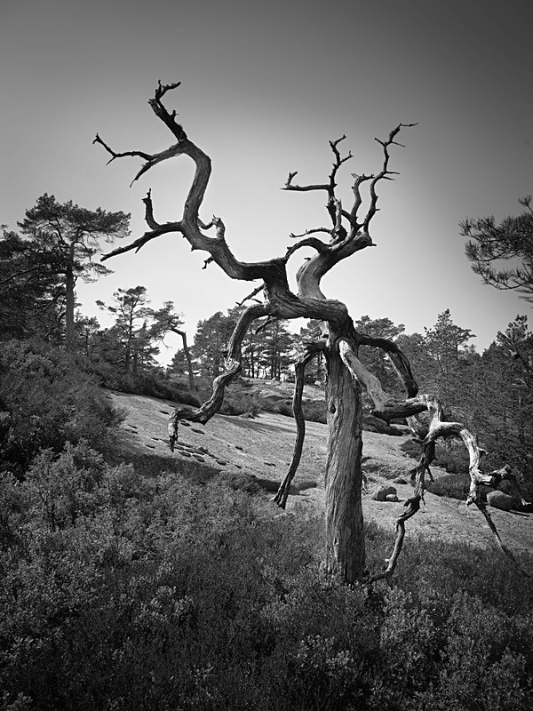  - Nature's antiquarian rarities
