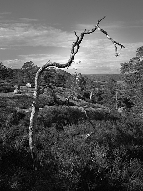  - Nature's antiquarian rarities