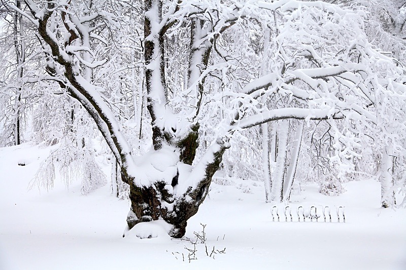  - Trees