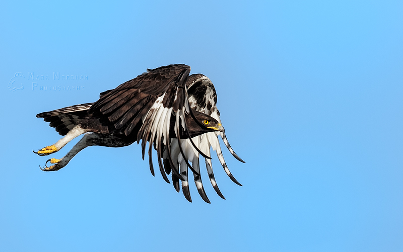 Focused in Flight - Feathered Friends