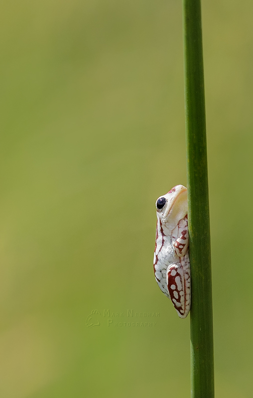 Hanging On - Cute Critters