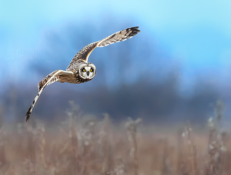 Colorful Flight - Feathered Friends