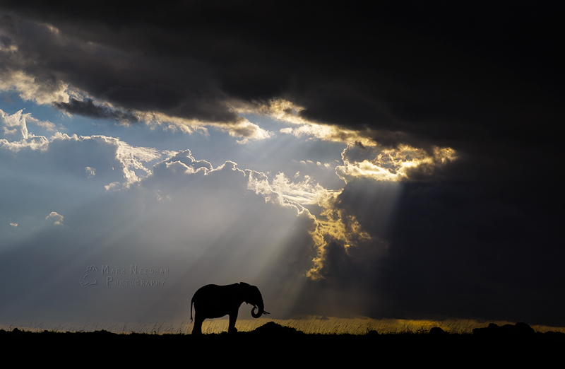 Into the Darkness - Gentle Giants and Grazers