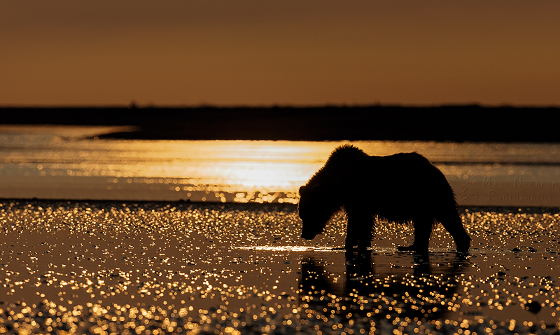 Touched by Gold - Prowling Predators