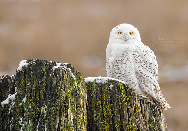 Stately Snowy - Feathered Friends