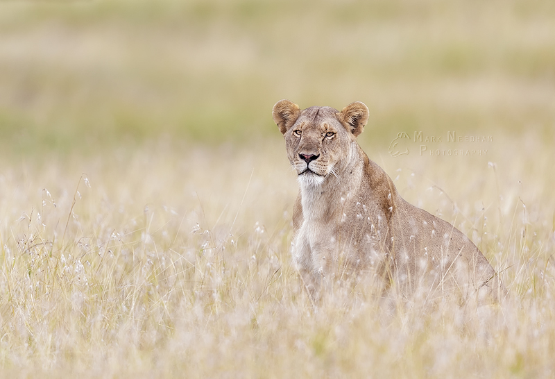 The Queen’s Stare - Prowling Predators