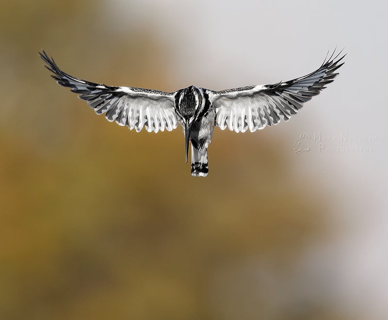 The King in Flight - Feathered Friends