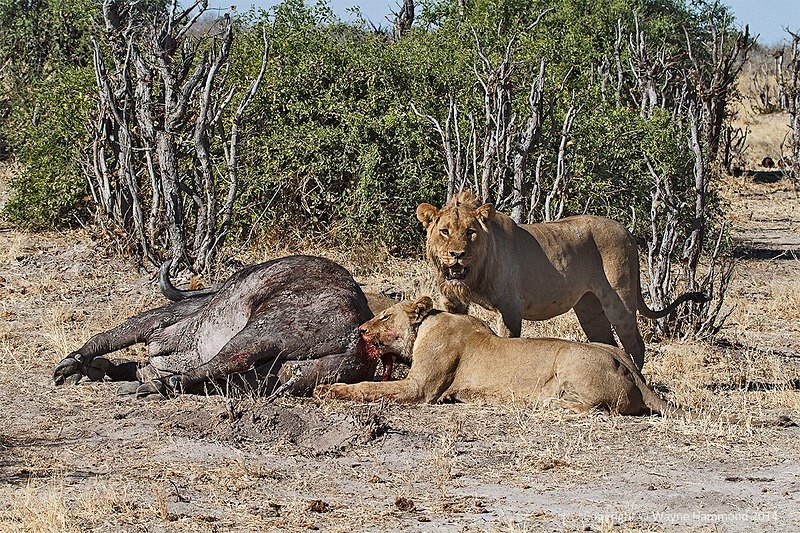  - Botswana (August 2014)