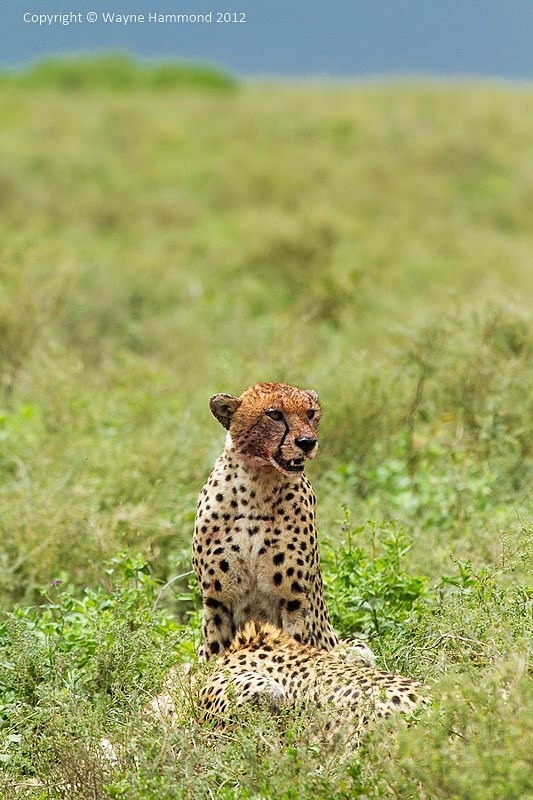  - Tanzania (March 2012)
