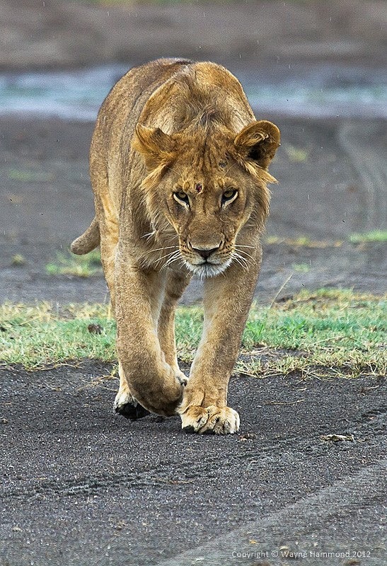  - Tanzania (March 2012)
