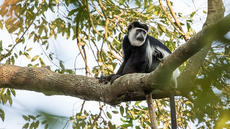  - Uganda (June 2019)