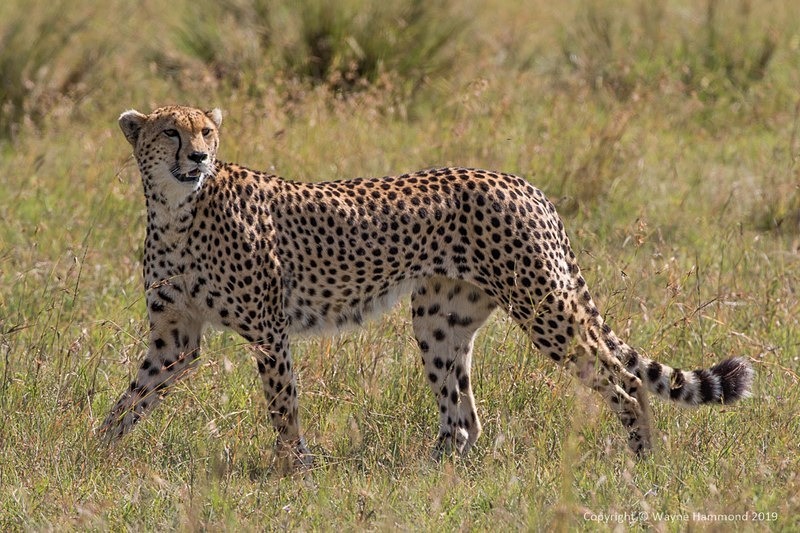  - Kenya (February 2019)