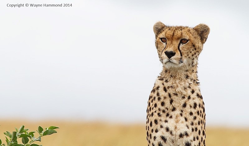 - Kenya (March 2014)