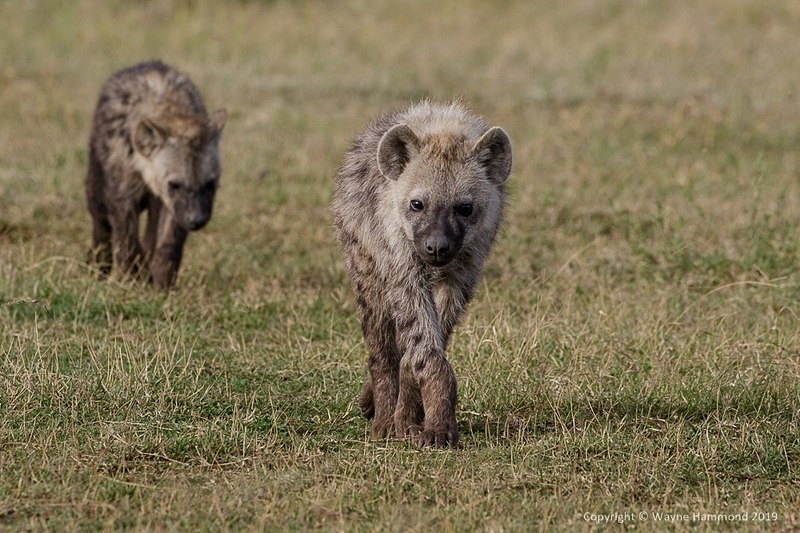  - Kenya (October 2019)