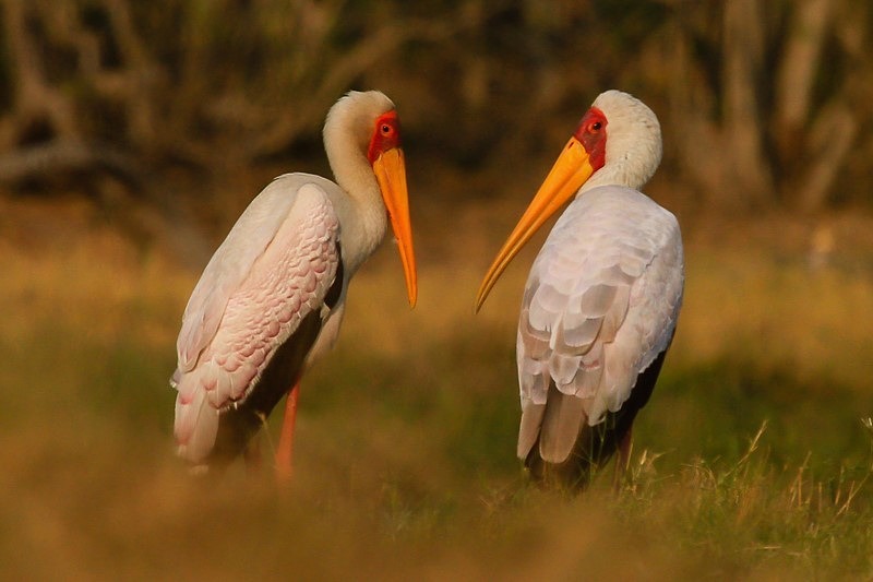  - Botswana (September 2011)