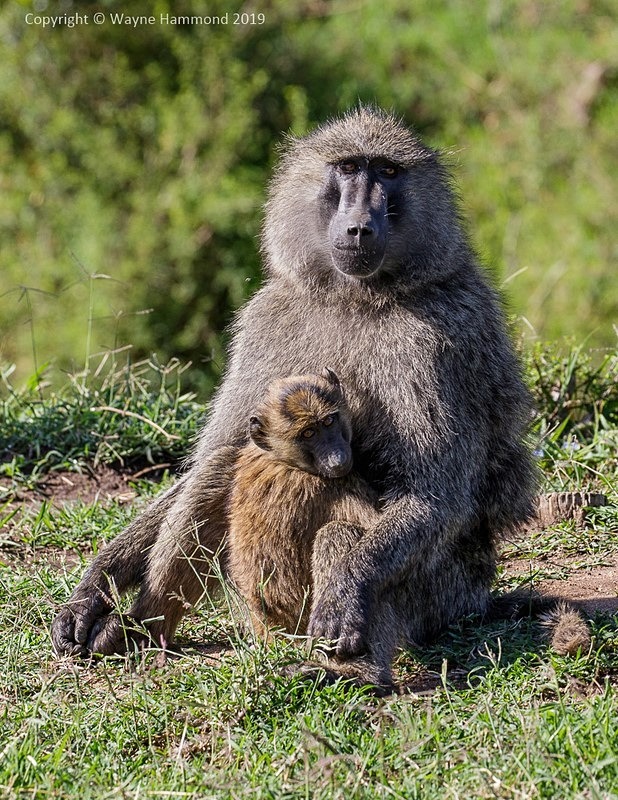  - Kenya (October 2019)