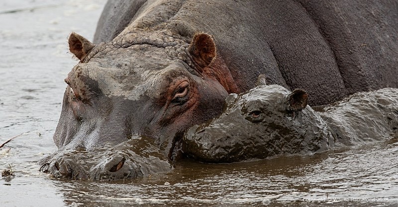  - Tanzania (October 2018)