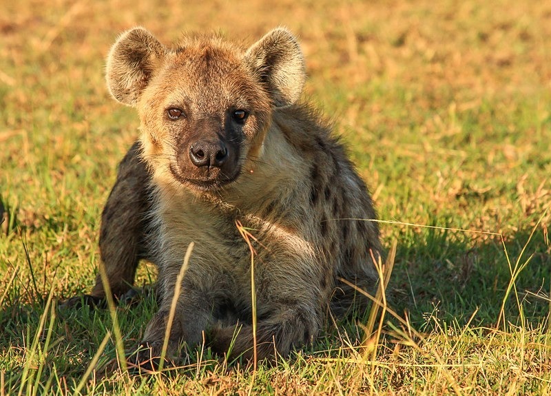  - Kenya (March 2011)