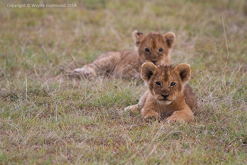  - Kenya (March 2014)