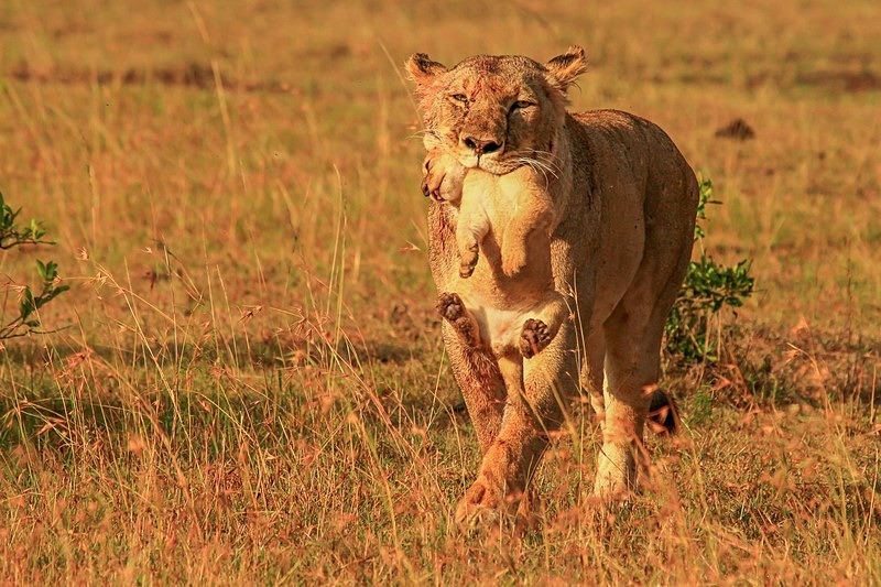  - Kenya (March 2011)