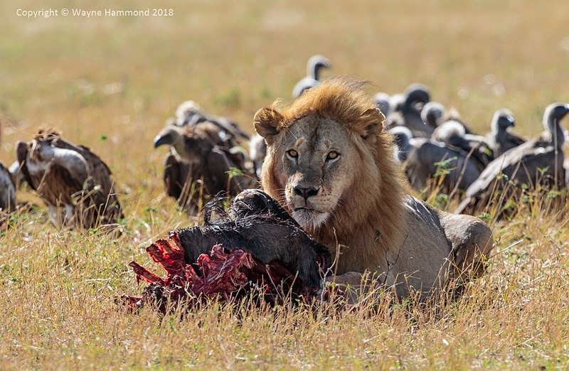  - Tanzania (October 2018)