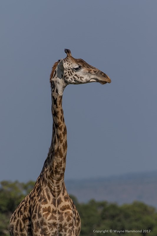  - Kenya (March 2017)