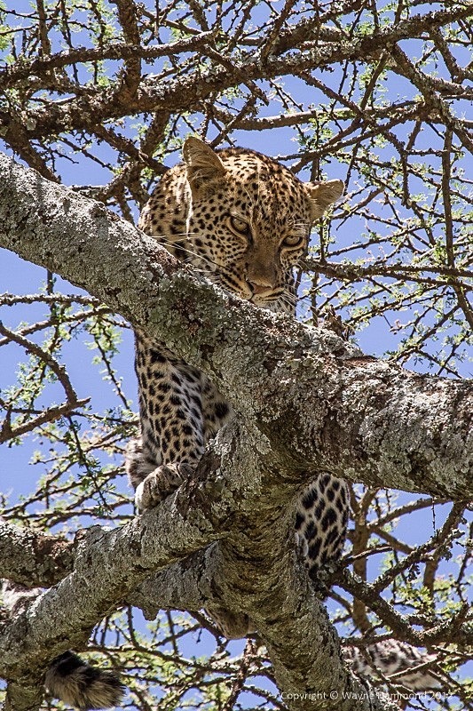  - Tanzania (March 2012)