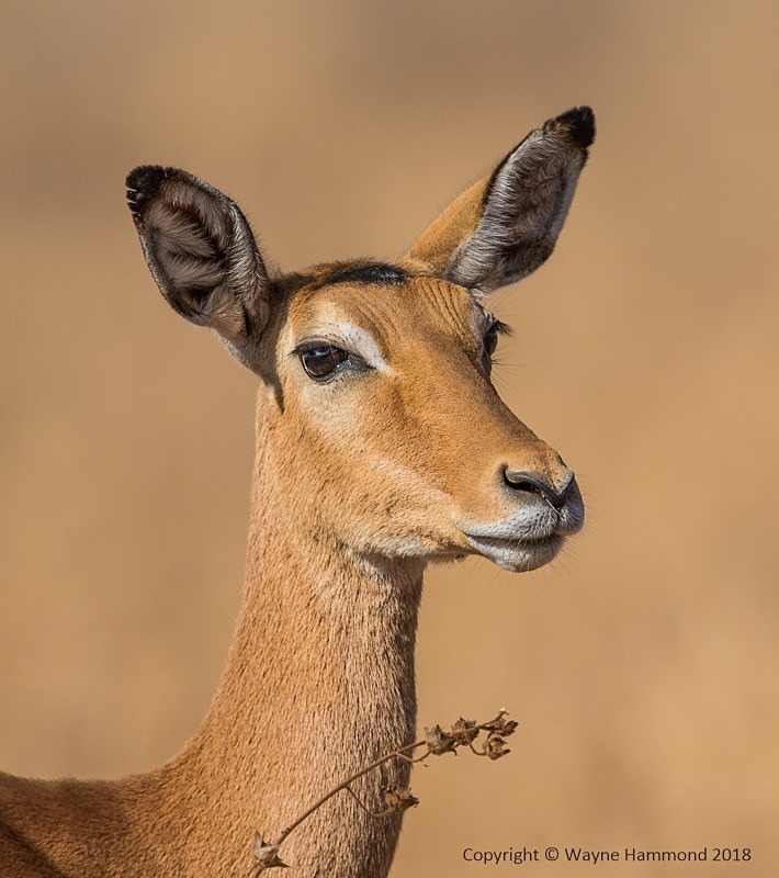  - Tanzania (October 2018)