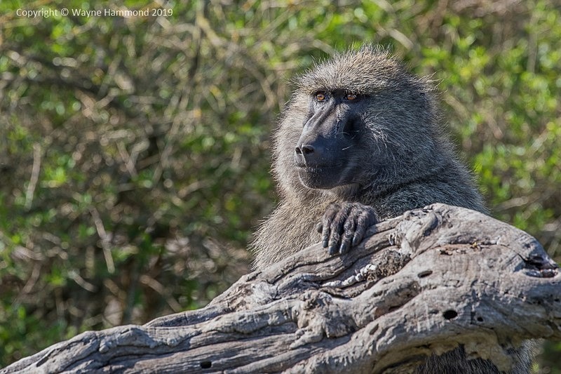  - Kenya (October 2019)