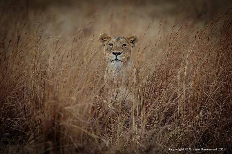  - Tanzania (October 2018)