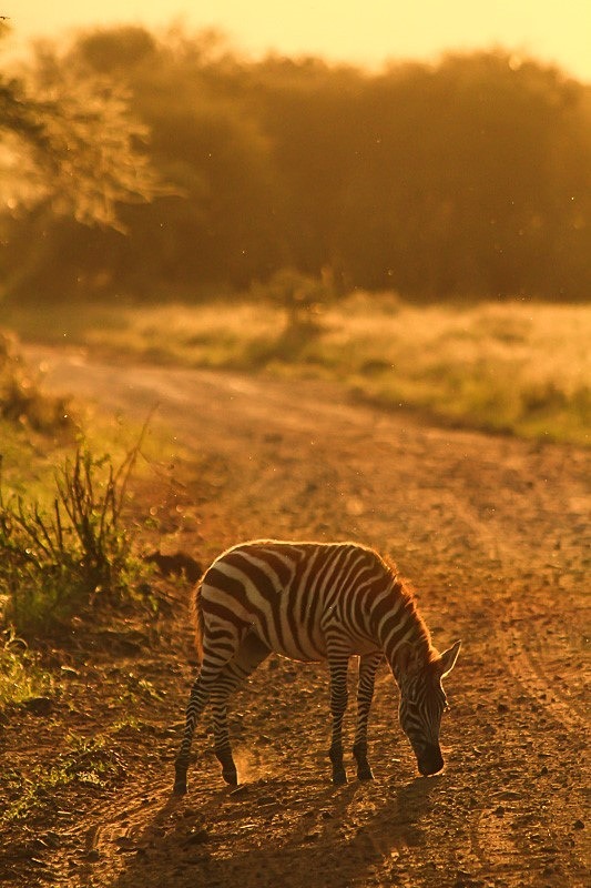  - Tanzania (May 2010)