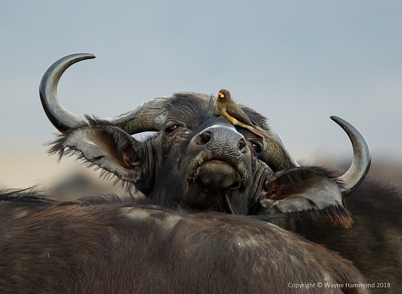  - Tanzania (October 2018)