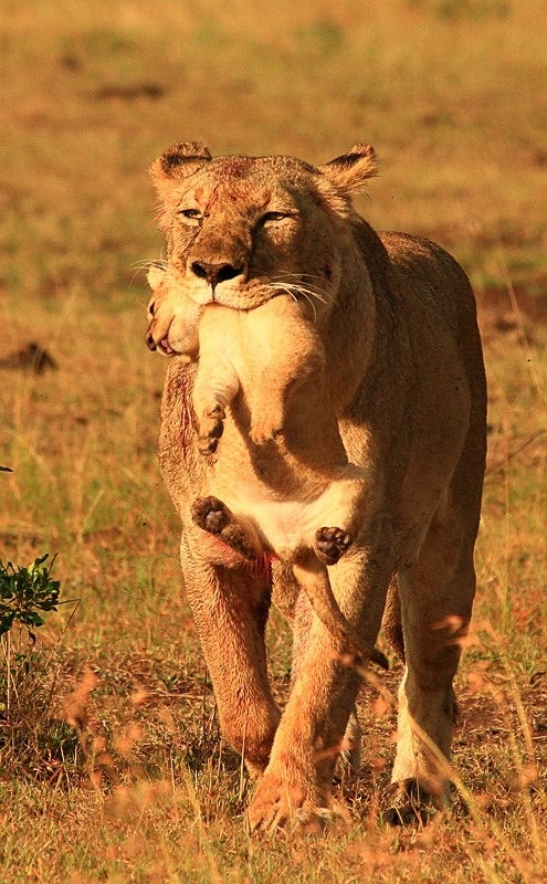  - Kenya (March 2011)