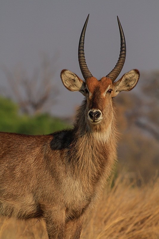  - Botswana (September 2011)