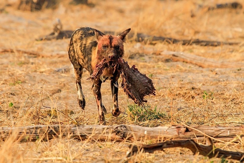  - Botswana (September 2011)