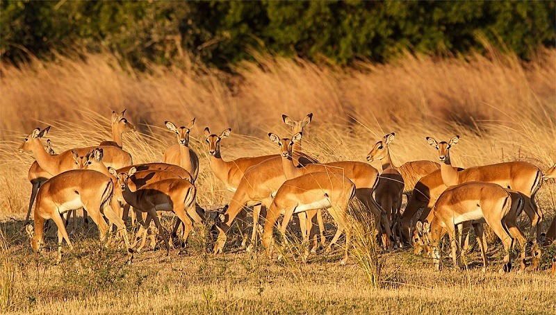  - Zambia (June 2013)