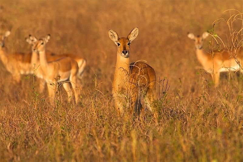  - Zambia (June 2013)