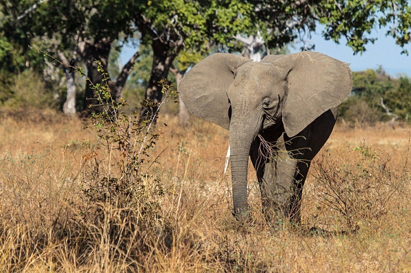  - Zambia (June 2013)