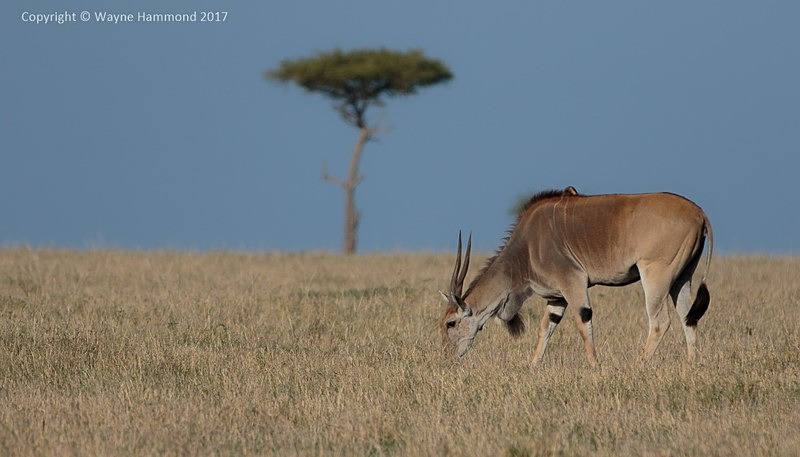  - Kenya (March 2017)