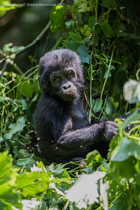  - Uganda (June 2019)