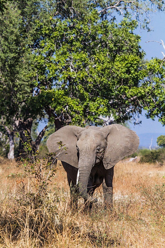  - Zambia (June 2013)