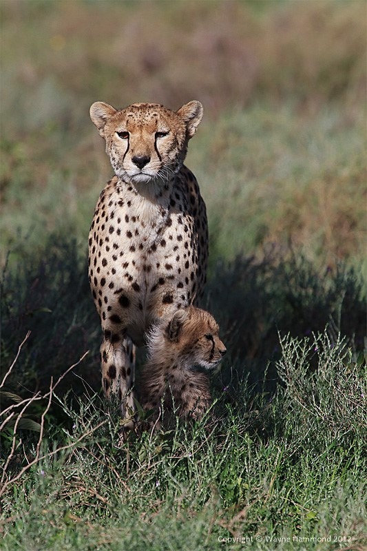  - Tanzania (March 2012)