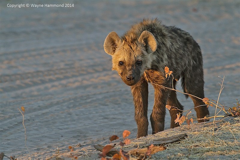  - Botswana (August 2014)