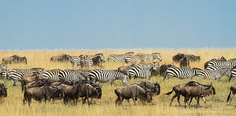  - Tanzania (March 2012)